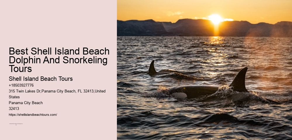 Best Shell Island Beach Dolphin And Snorkeling Tours