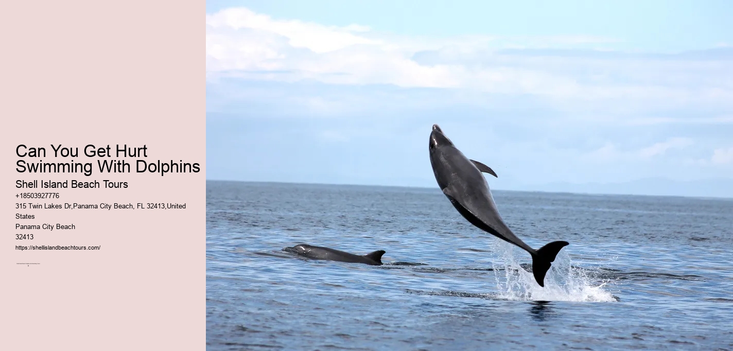 Can You Get Hurt Swimming With Dolphins