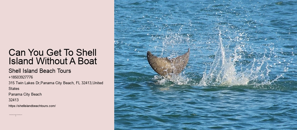 18 Best Places To Swim With Dolphins