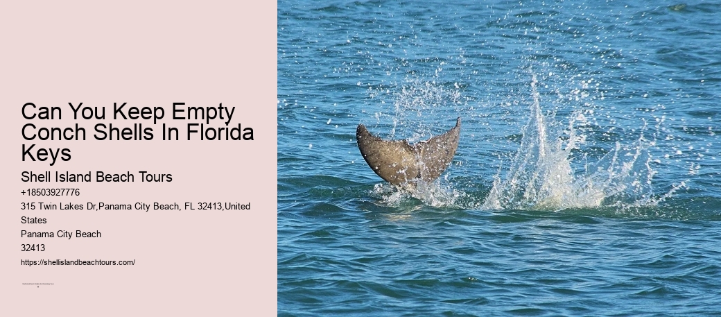 Can You Keep Empty Conch Shells In Florida Keys