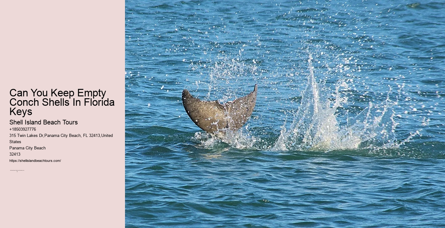 Shell Island Snorkel And Dolphin Cruise