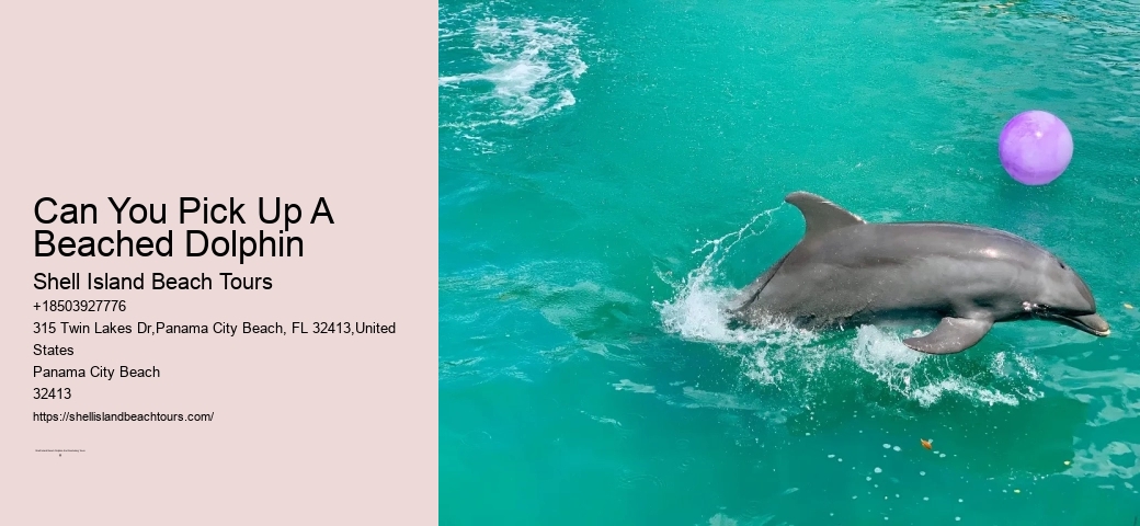 Are Dolphins And Sharks Really Sworn Enemies