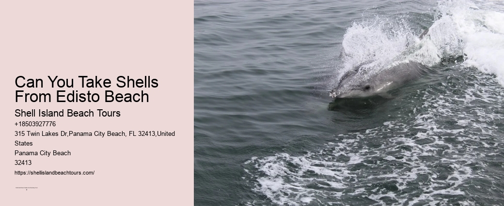 Can You Take Shells From Edisto Beach