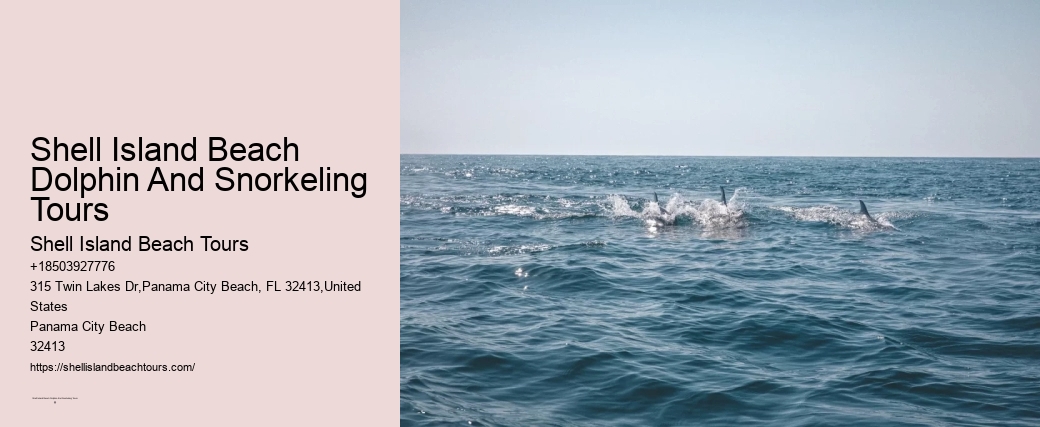 Shell Island Beach Dolphin And Snorkeling Tours