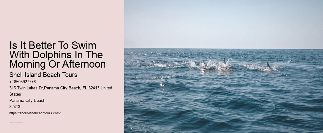 Is It Better To Swim With Dolphins In The Morning Or Afternoon