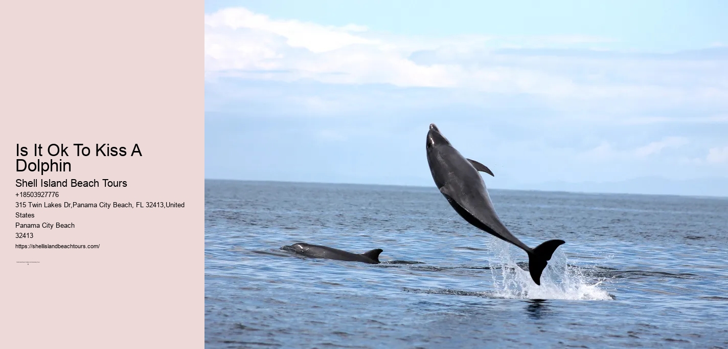 Is It Ok To Kiss A Dolphin