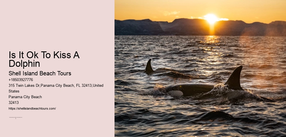 Dolphin Euphoria Trips