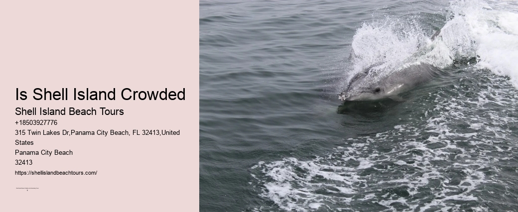 Do You Have To Wear A Wetsuit To Swim With Dolphins