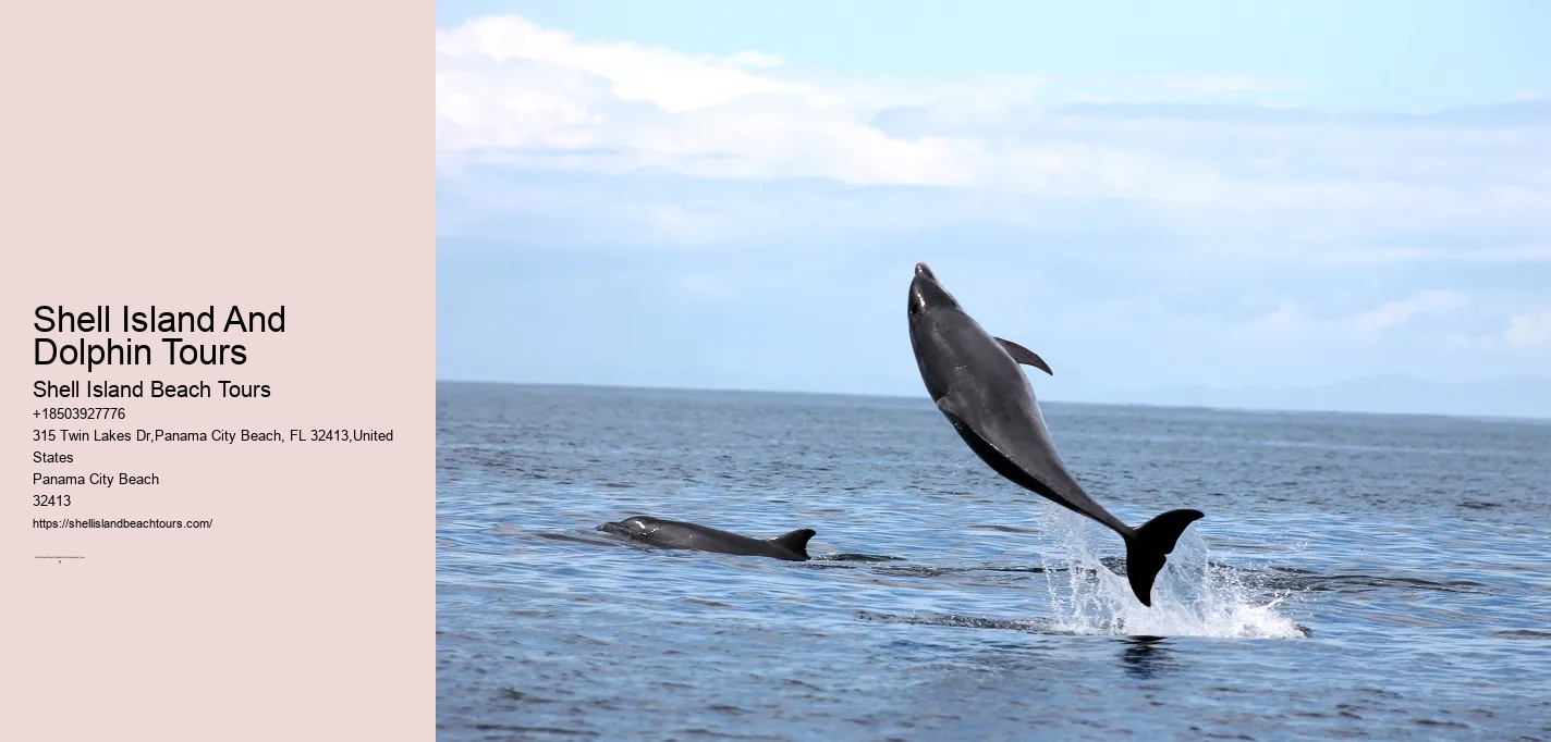 Shell Island And Dolphin Tours