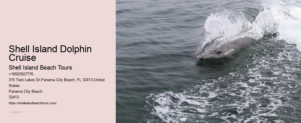 Shell Island Dolphin And Snorkeling Tour