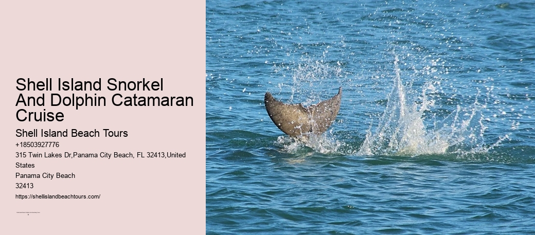 Shell Island Snorkel And Dolphin Catamaran Cruise