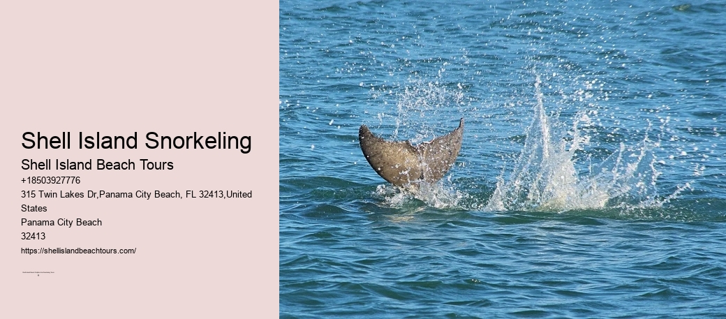 Shell Island Snorkeling