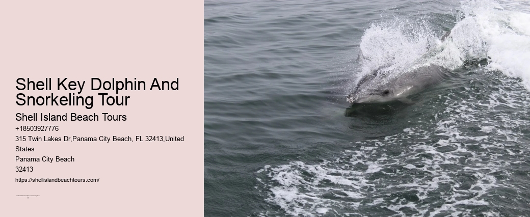 Trips That Offer Swimming With Wild Dolphins Should Also Be Avoided Because Of The Disturbance They Cause To The Animals And The Risk Of Disease Transmission