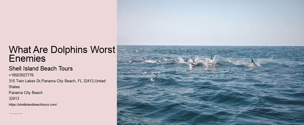 Dolphin Rapture Cruise