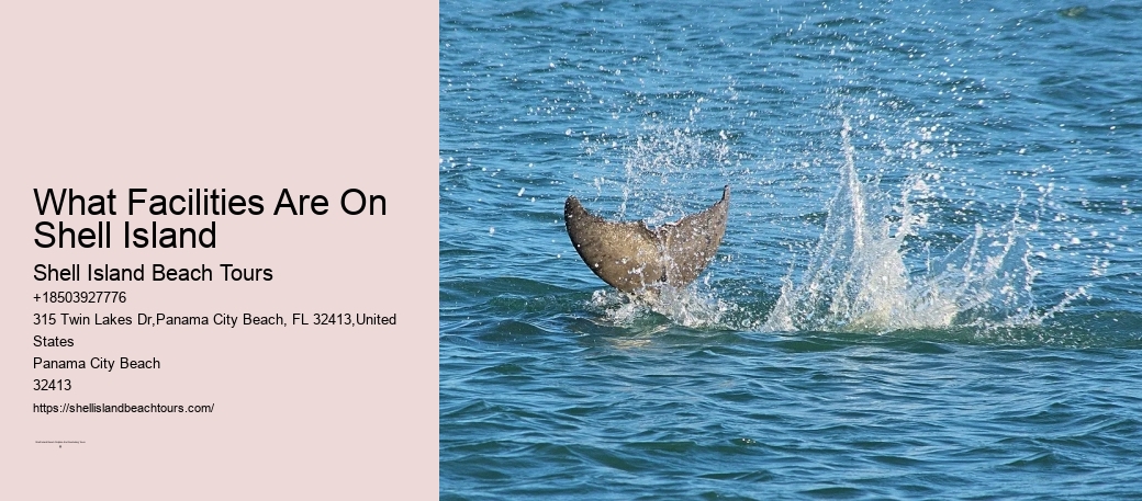 If The Dolphin Is Injured You Could Cause Further Damage By Moving It