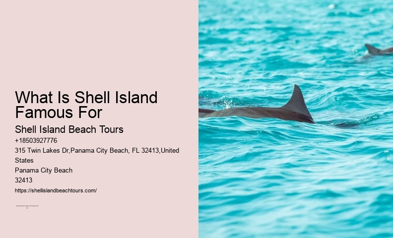 What Is The Difference Between Dolphin Encounter And Dolphin Swim