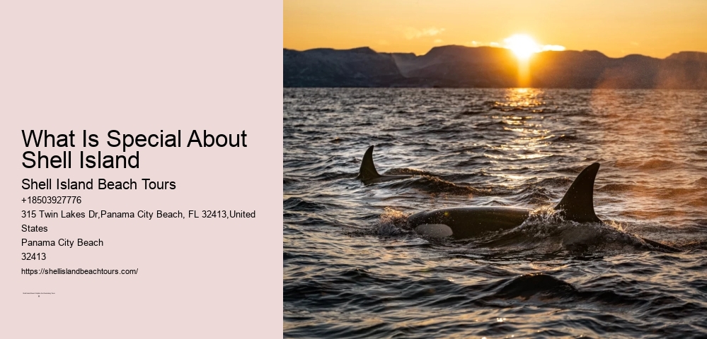 What Is Special About Shell Island