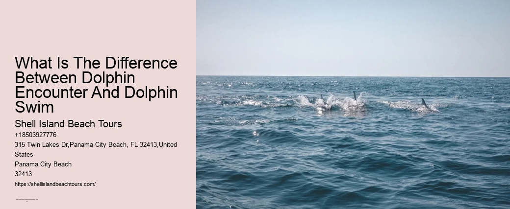 What Is The Difference Between Dolphin Encounter And Dolphin Swim