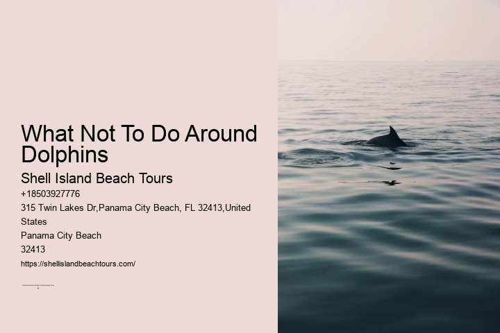What Not To Do Around Dolphins