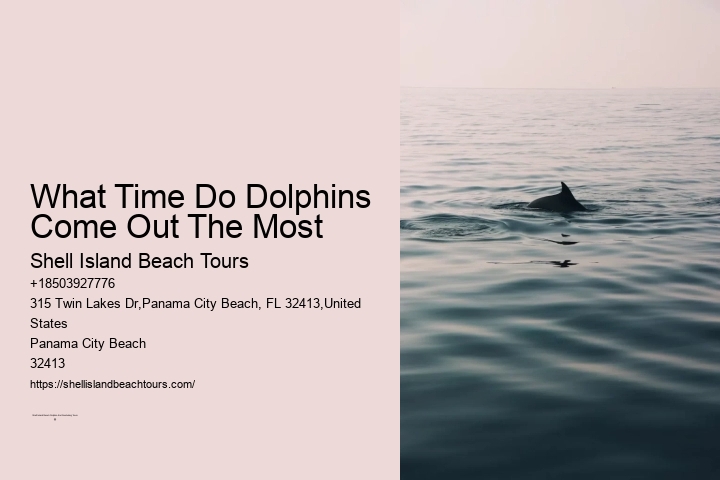 What Time Do Dolphins Come Out The Most