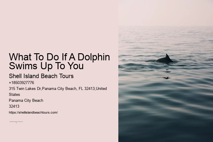 What To Do If A Dolphin Swims Up To You