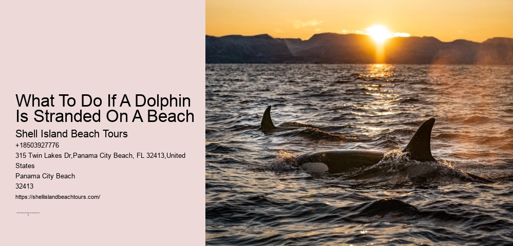What To Do If A Dolphin Is Stranded On A Beach