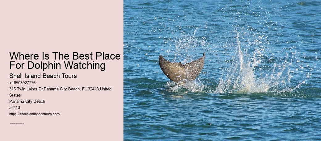 Where Is The Best Place For Dolphin Watching