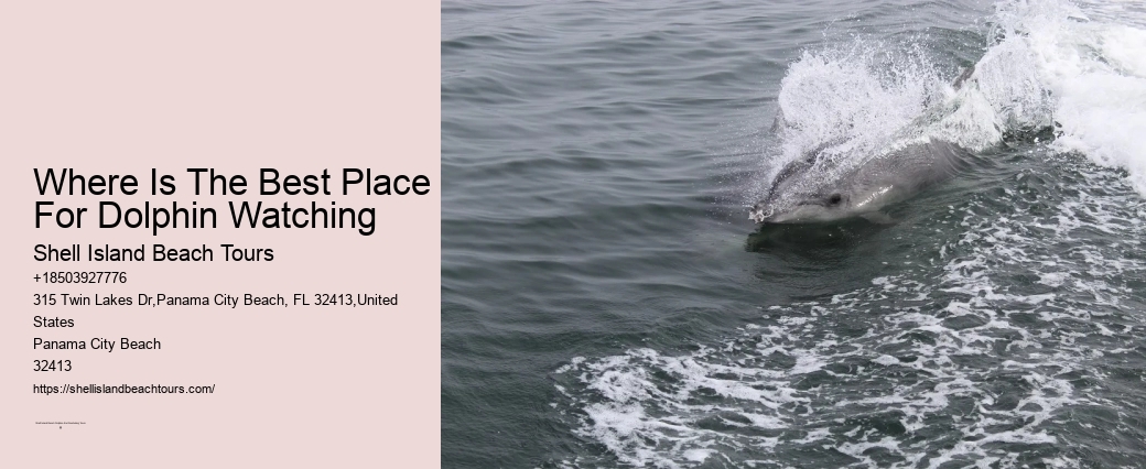 How Rare Is It To Find A Conch Shell