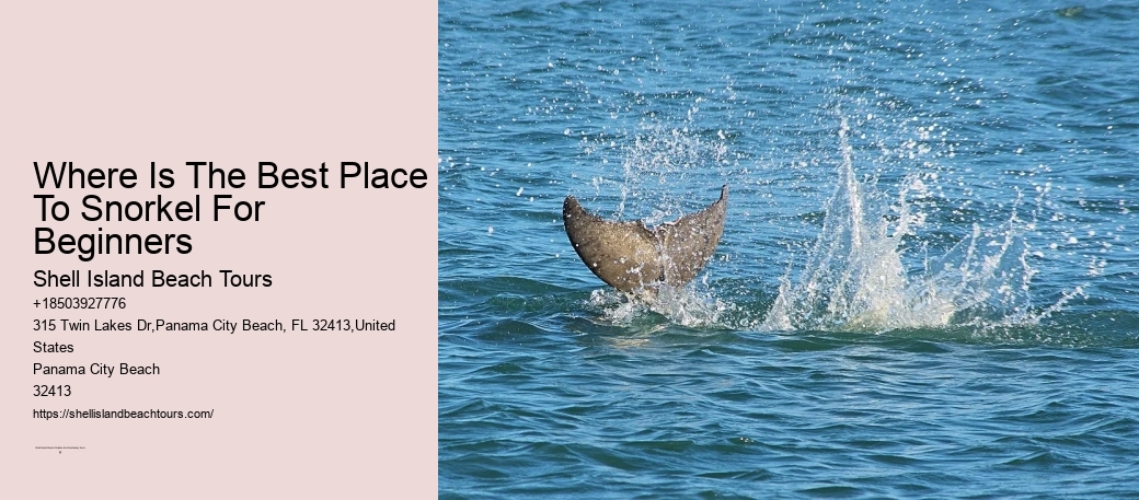 Dolphin Horizon Tours