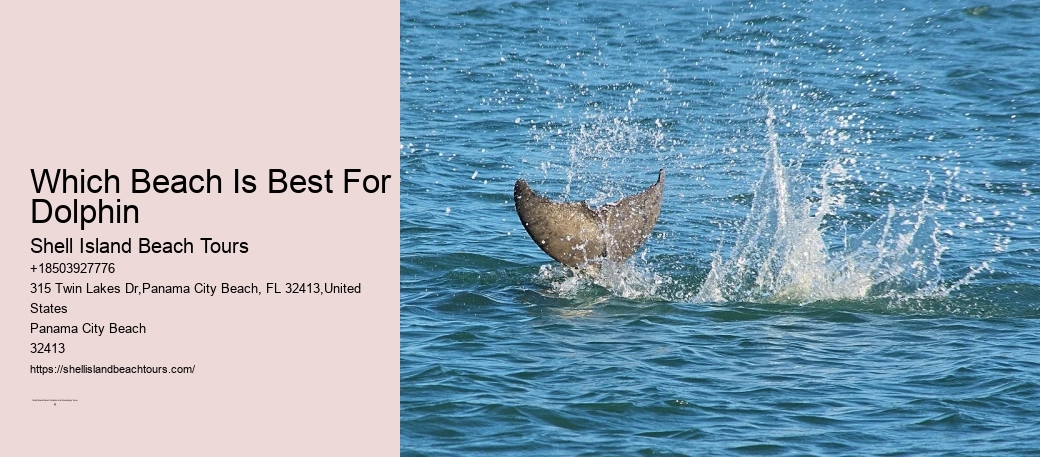 Which Beach Is Best For Dolphin