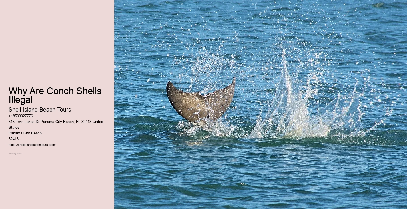 Snorkel Delight Tours