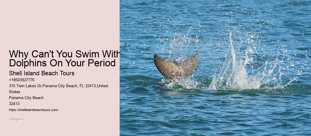 Why Can't You Swim With Dolphins On Your Period