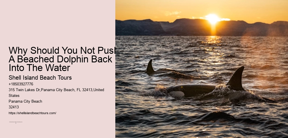 Why Should You Not Push A Beached Dolphin Back Into The Water
