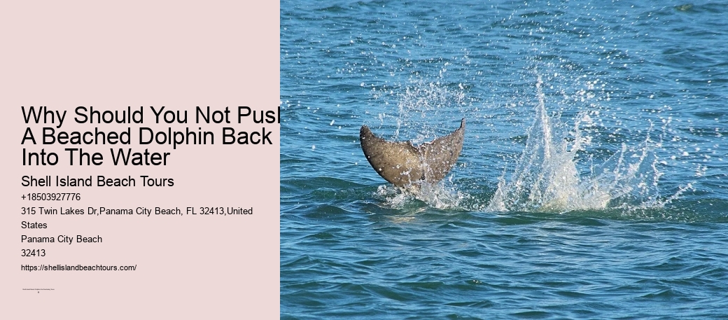 Trips That Offer Swimming With Wild Dolphins Should Also Be Avoided Because Of The Disturbance They Cause To The Animals And The Risk Of Disease Transmission