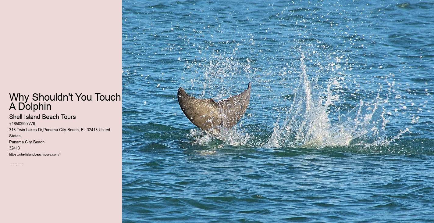 Dolphin Harmony Trips